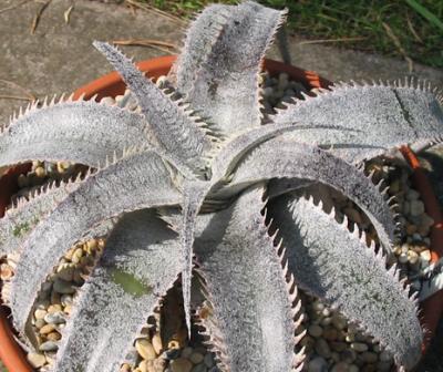 Dyckia marnier-lapostollei