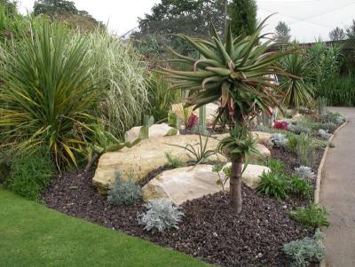 Tree aloe planted out for summer