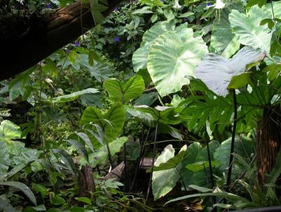 Colocasias