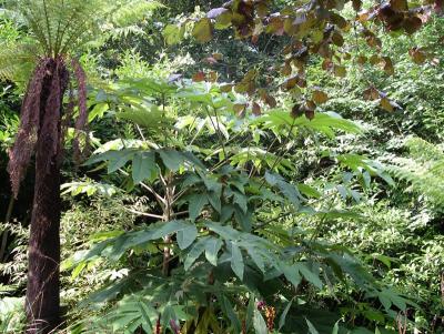 Tree ferns and T.rex