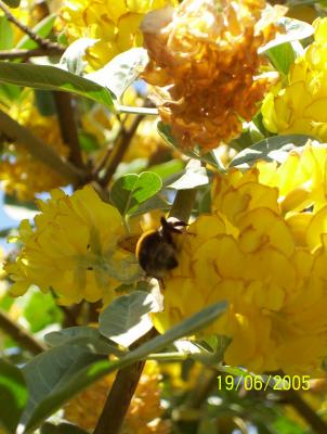 A Bee on the Pineapple Plant.jpg 2005