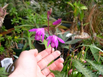 Hardy Bletilla Orchid sp.