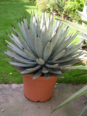 Agave macroacantha blue