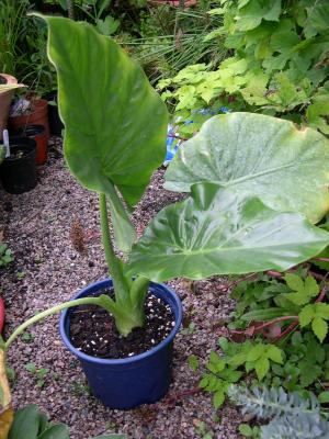 Alocasia macorr?