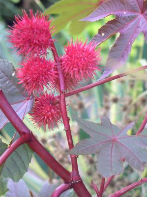 Ricinus carmencita