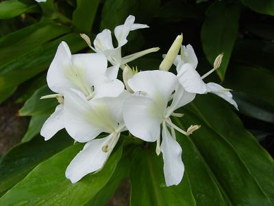 Hedychium and other gingers