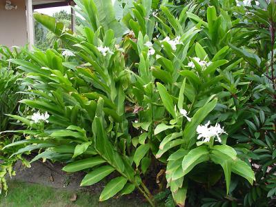 Hedychium coronarium - habit