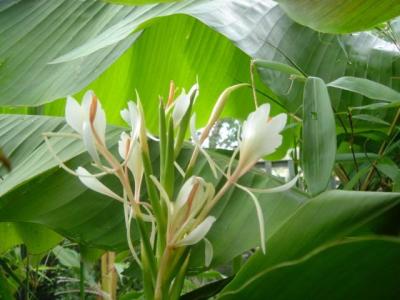 Hedychium forrestii