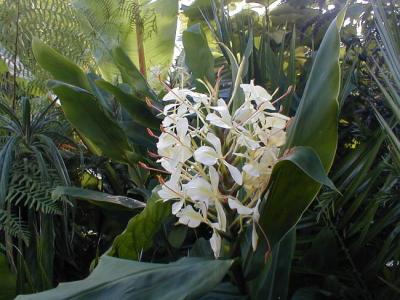 Hedychuim chrysoleucum Hybrid