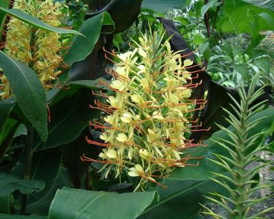 Hedychium gardnerianum