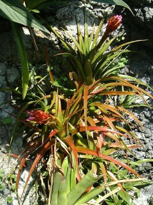 Aechmea recurvata