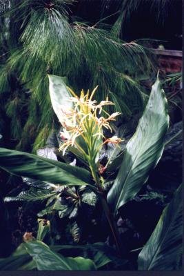 Hedychium spicatum
