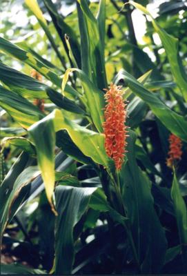 Hedychium densiflorum 'Assam Orange'