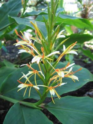 Hedychium spicatum