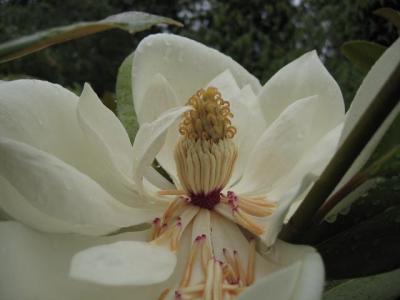 Magnolia grandiflora 'Exmouth' flower