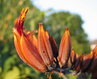 Phormium tenax 'Variegata' flower