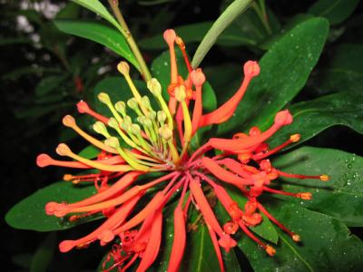 Embothrium coccineum