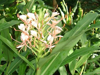 Hedychium 'Pink Hybrid'