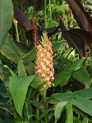 Hedychium densiflorum 'Sorung'