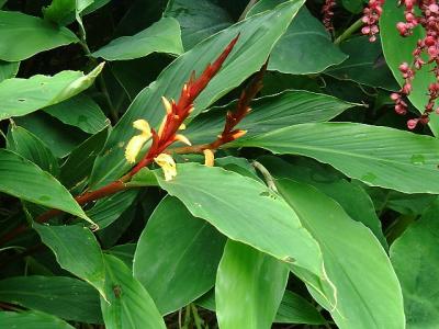 Cautleya spicata