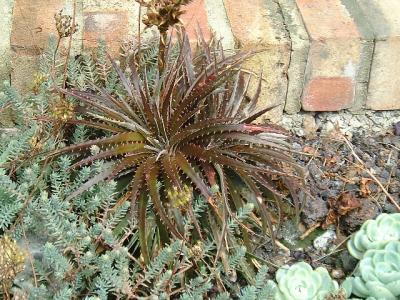 Dyckia 'Morris Hobbs' in full summer colour