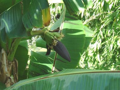 Musa sikkimensis flower