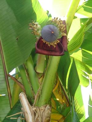 Musa sikkimensis flower