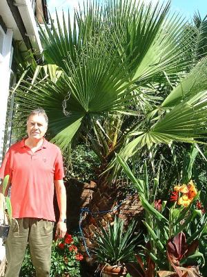 Washingtonia robusta, growing happily in Staines