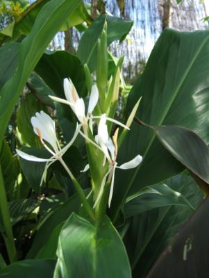 Another weed one of the Hedychium, they smell nice when you slice the roots!