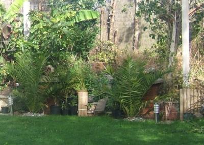 Phoenix canariensis - I'll see if these survive so exposed