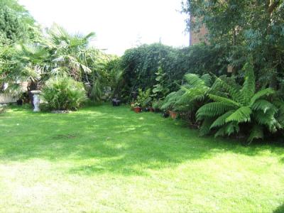 Tree Ferns+Trachycarpus fortunei - where it all started