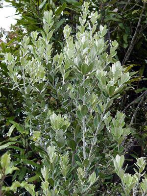 Pittosporum crassifolium