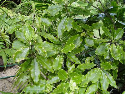 Pittosporum eugenioides