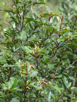 v3/76/396076/3/50376522.Weinmannia_racemosa.jpg