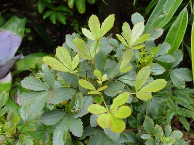 Pseudopanax discolor