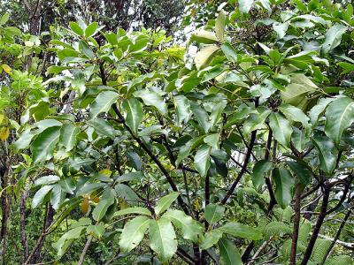 Pseudopanax arboreus