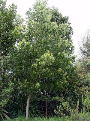 Acacia melanoxylon