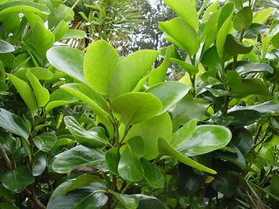 Griselinia lucida