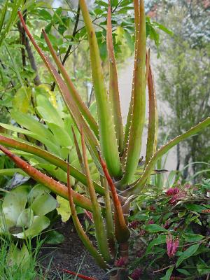v3/76/396076/3/50377909.Aloe_bainsii.jpg