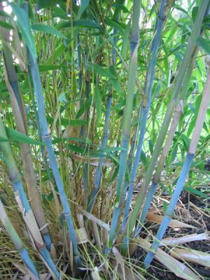 Borinda papyrifera  ( juvenile)