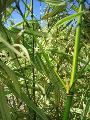 Phyllostachys bambusoides castillonis inversa varigata