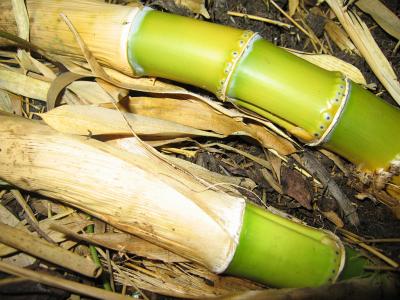 rhizomes