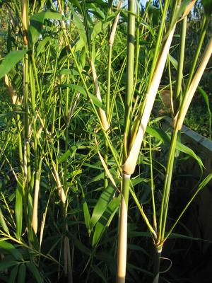 Pseudosasa usawai