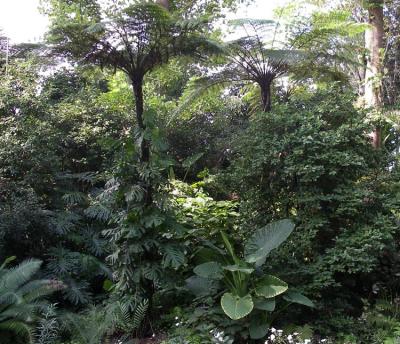 Cyatheas Alocasia and Cheese plant climber