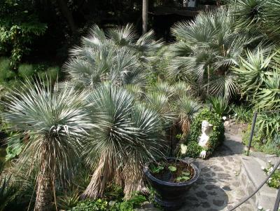 Yucca rostratas/ Braheas