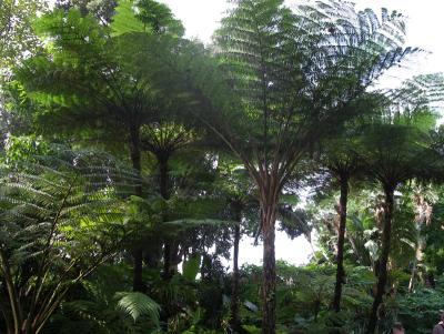 More Cyatheas these were absolutely massive with thin trunks unlike Dicksonias