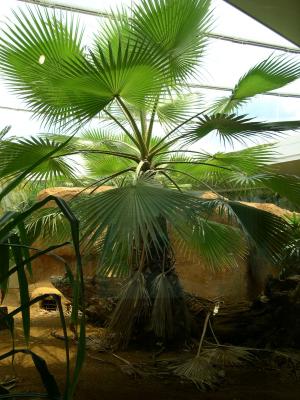 Washingtonia Palm (Robusta?) - In the new Komodo Dragon Enclosure