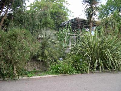 By the main entrance- Phormium, Cordyline, Brahea armata, Fasicularia