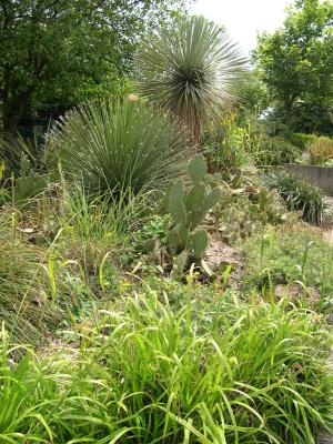 Spiky Plants - Yucca rostrata, Dasylirion atroiche, opuntias
