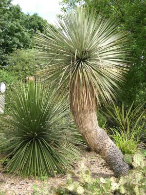 Dasy, Yucca rostrata and Opuntias